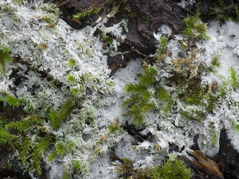 Trechispora caucasica